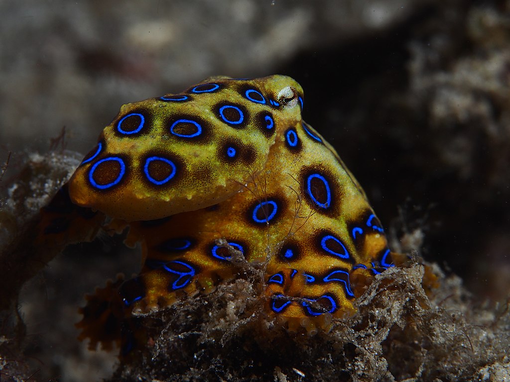 Hapalochlaena Lunulata